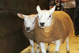Charollais and Texel rams top entries at Sheep Ireland sale