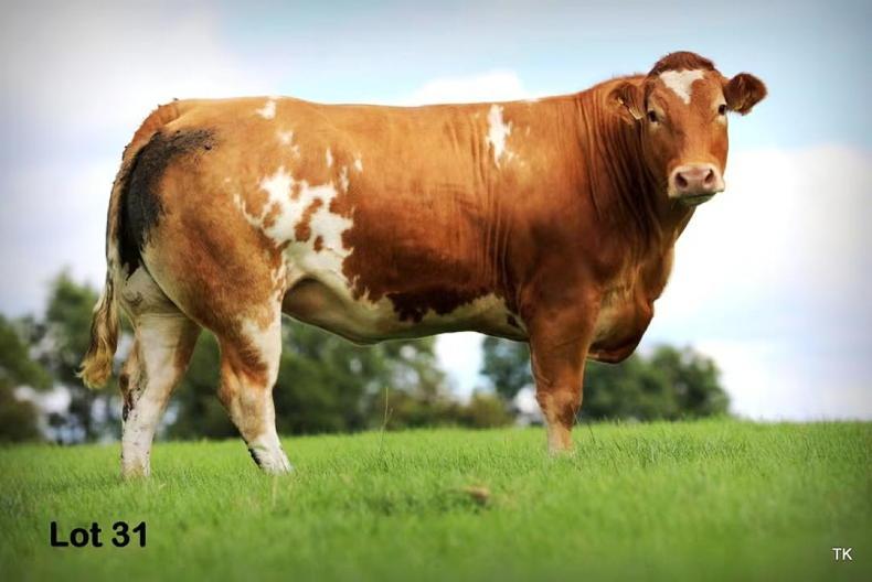 In-calf heifers top at €10,000 in Carrigallen Mart