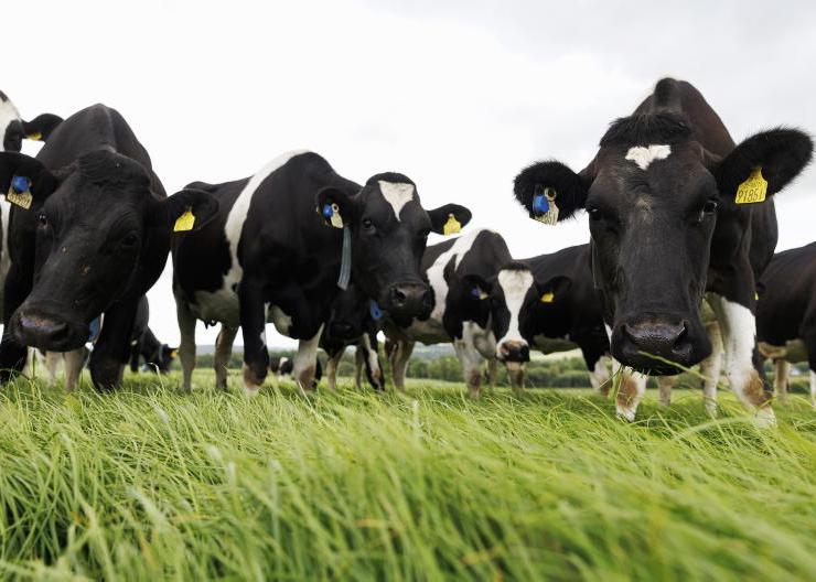 Western dairy farmers say there’s no such thing as having too much fodder 