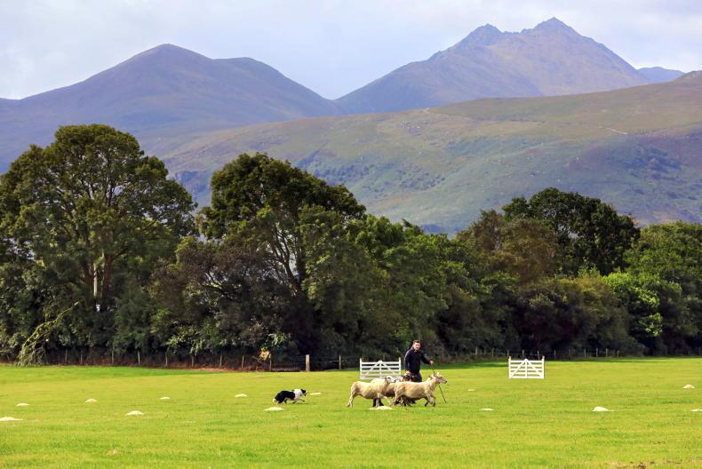 Antrim dog crowned Irish National Sheepdog Champion