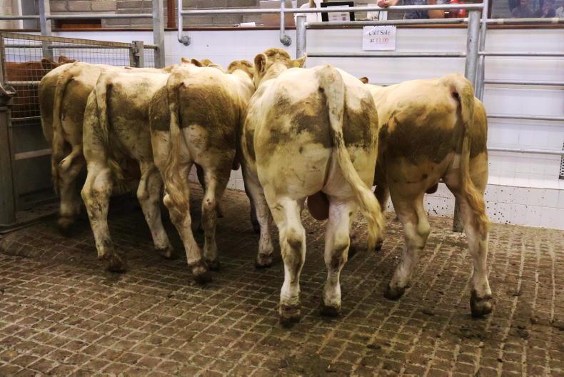 Camera at the Mart: above €5/kg average for tops of trade in Skibbereen