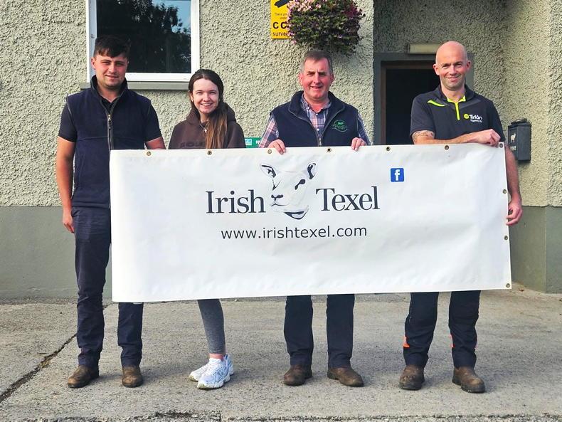 Record entry for second Irish Texel premier sale