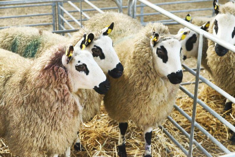 The sheep pavilion is 'baaaound' to be busy