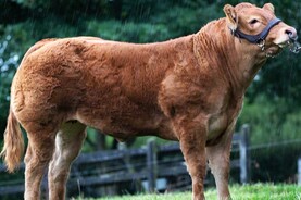 Electric Limousin extravaganza as nine-month-old heifer hits €11,200