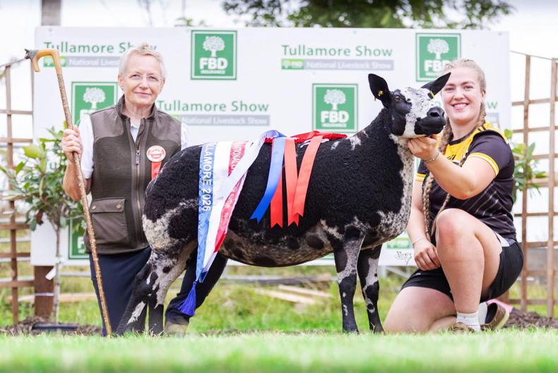 Three sheep breeds to look out for at Ploughing 2026