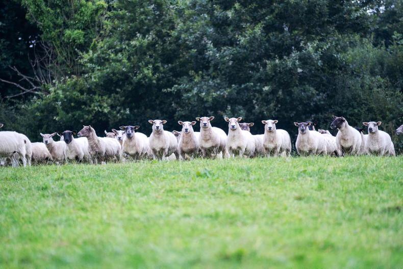Scanning 2.45 lambs/ewe in Mountbellew