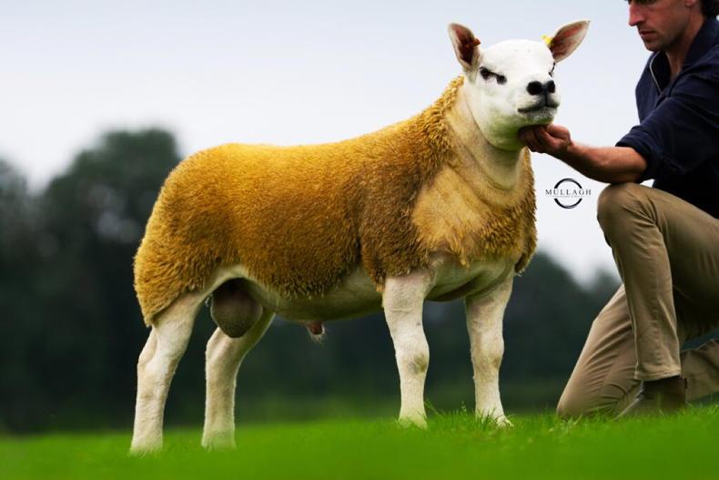 Seaforde flock dominates Ballymena Texel sale