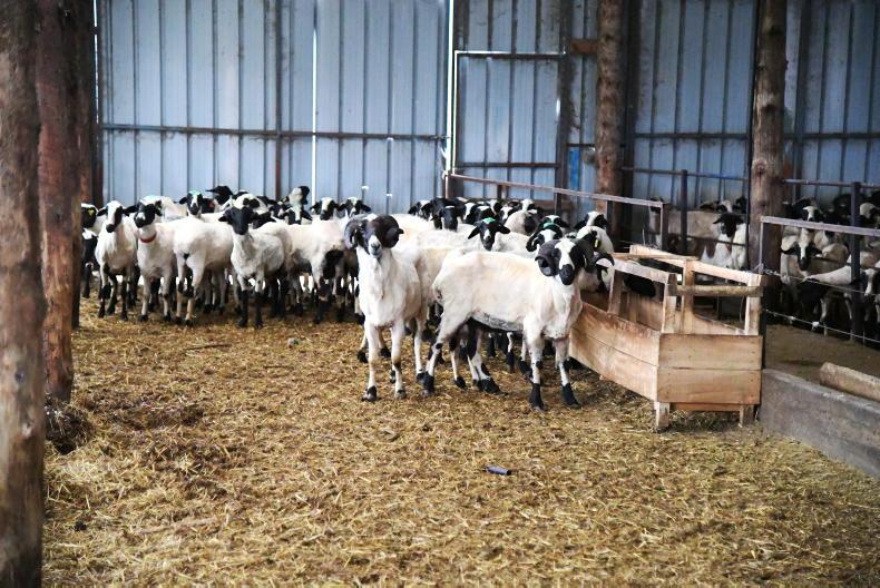 Hidden DNA traces sheep pox back at least 3,500 years