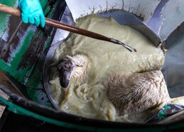 Key points on sheep dipping facilities ahead of breeding