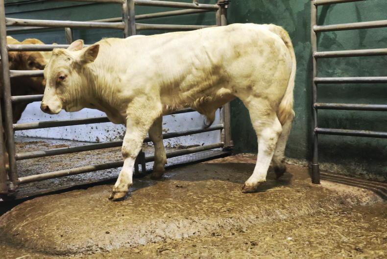 Suckler farms must consider pneumonia