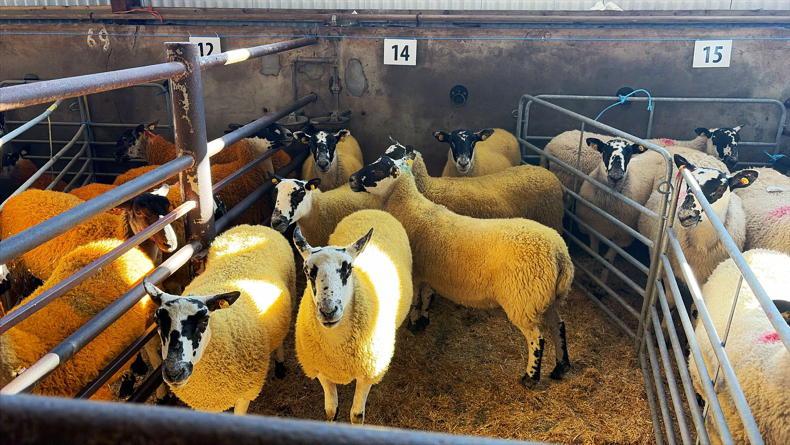 Camera at the Mart: solid trade for Mules in Donegal
