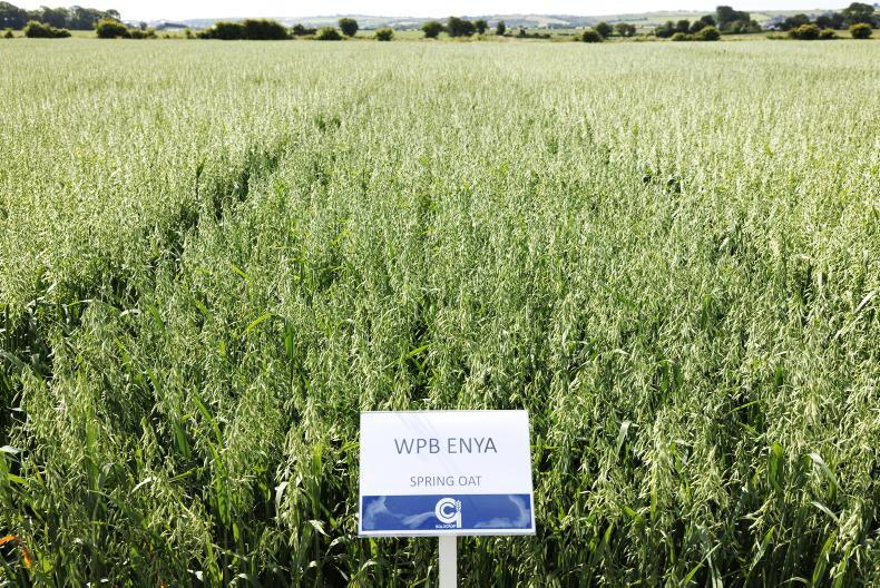 Winter oats recommended list is steady