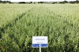 Winter oats recommended list is steady