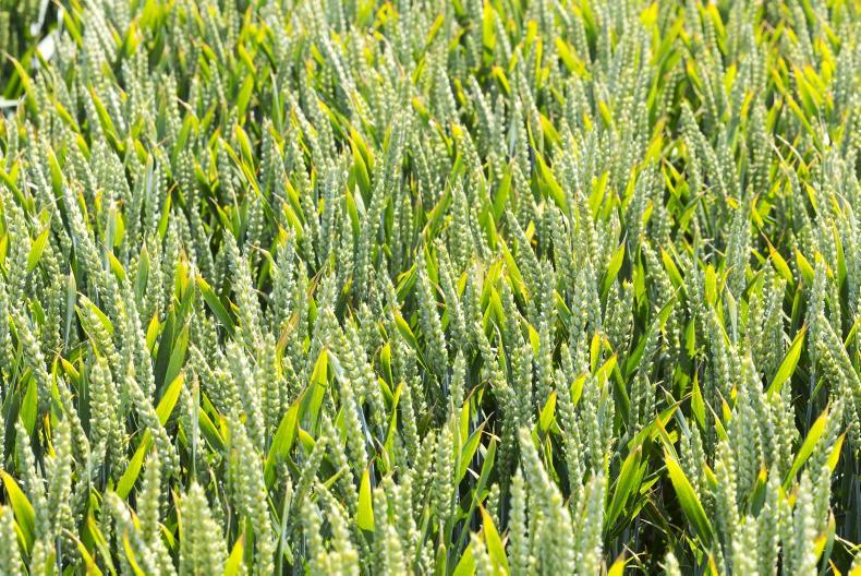Winter wheat varieties: Finding the balance between septoria, rust and yield