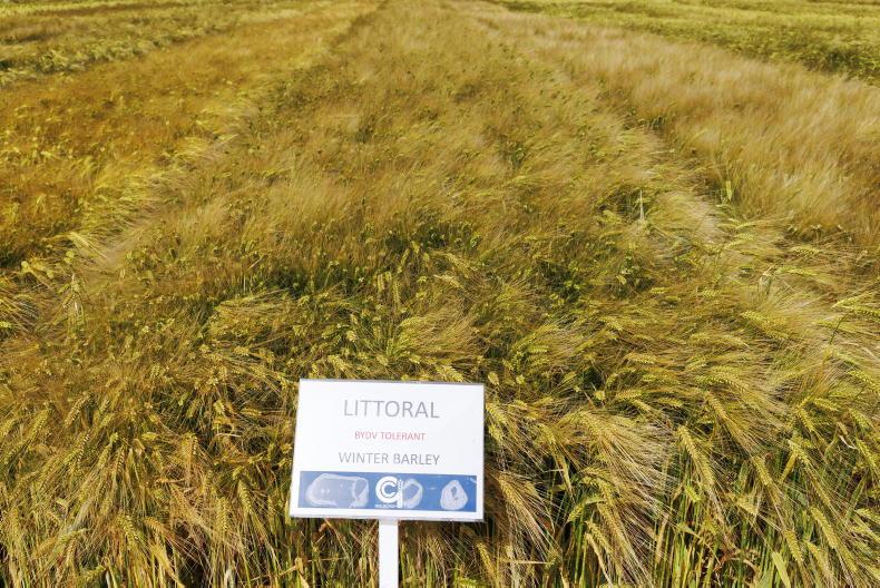 Seven in 10 recommended winter barley varieties are virus tolerant