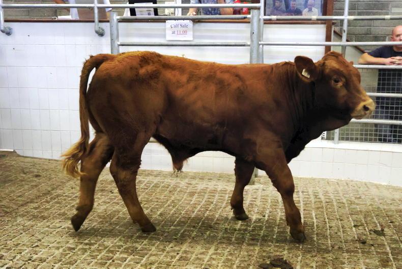 Exporters lead charge for autumn weanlings