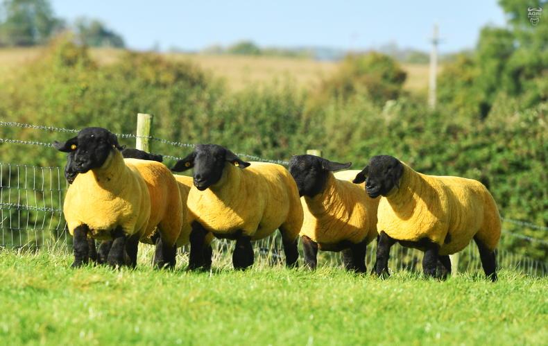 Suffolk to showcase commercial farmer focus at  Ploughing