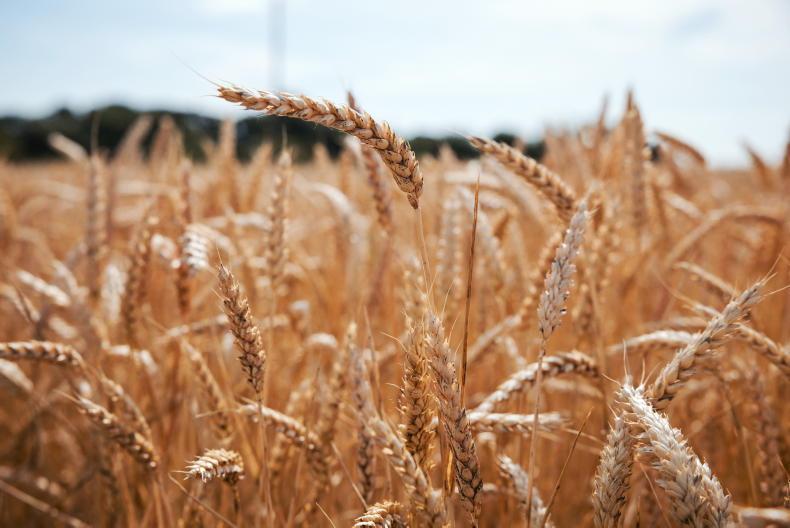 Grain Trends: markets surge this week