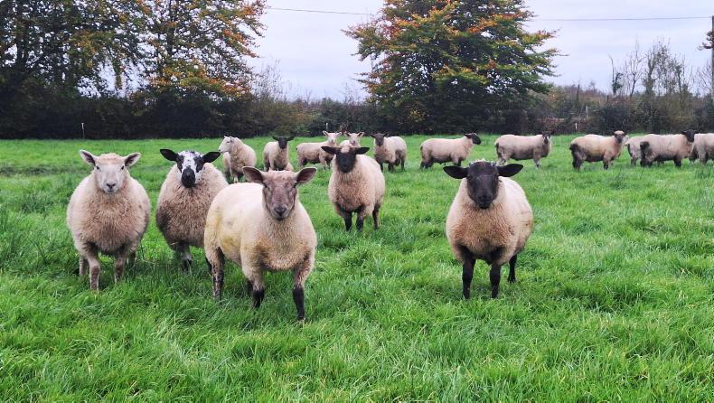 Tight margins in finishing store lambs