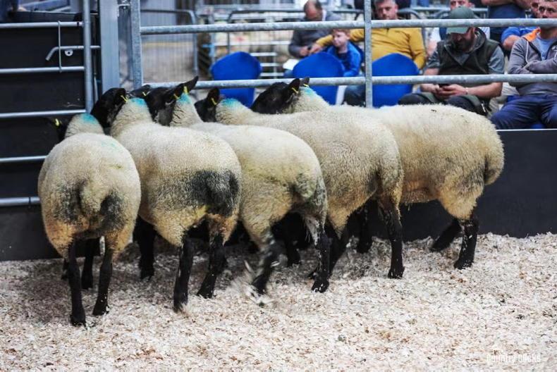 Camera at the Mart: Cheviot ewe lambs sell to top of €575 in Carrick