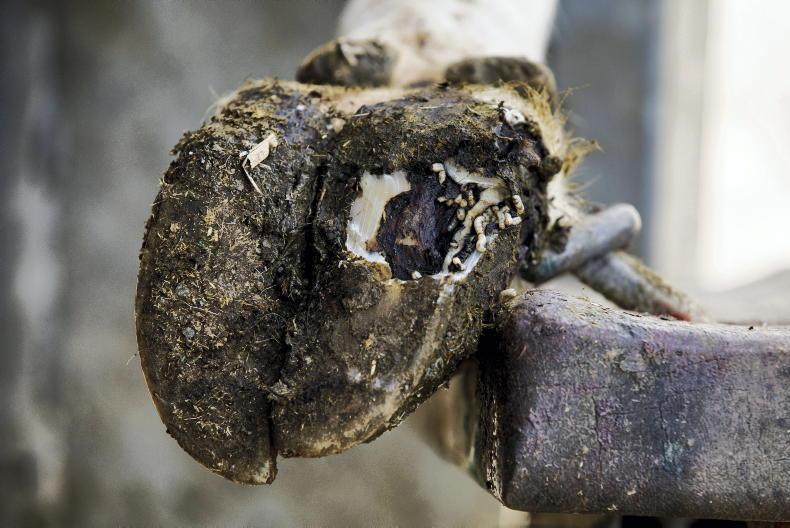 Farmers to get practical advice on preventing cow lameness at two events