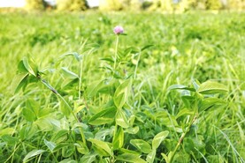 Clover and multispecies the saviours for organic farms which were in drought