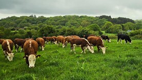 Grass + Beef: rain brings growth but covers still low