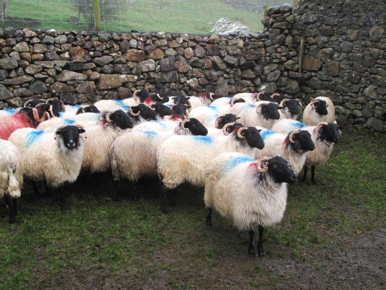 Sheep Management: condition of hill ewes, quarantine protocols 