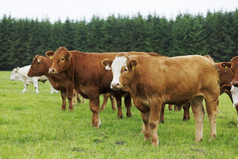 Northern View: processors hold at late August quotes