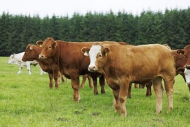 Northern View: processors hold at late August quotes