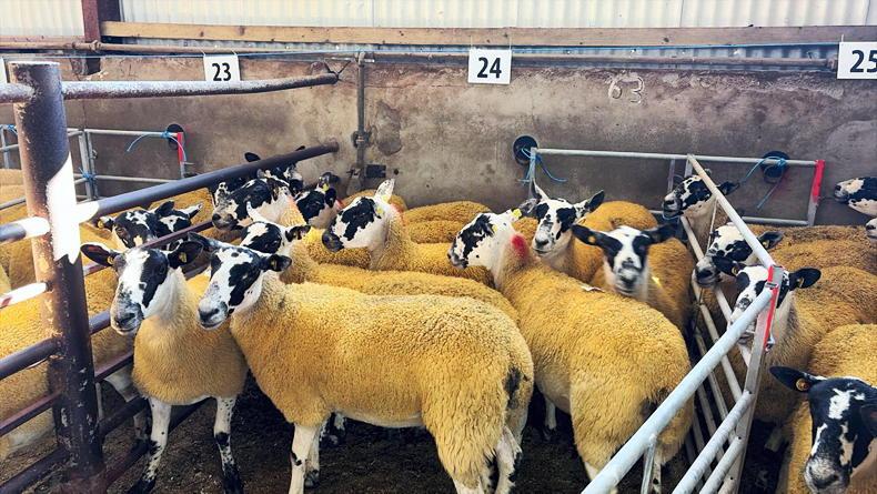 Sheep mart prices: trade remains variable for breeding sheep