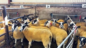 Sheep mart prices: trade remains variable for breeding sheep