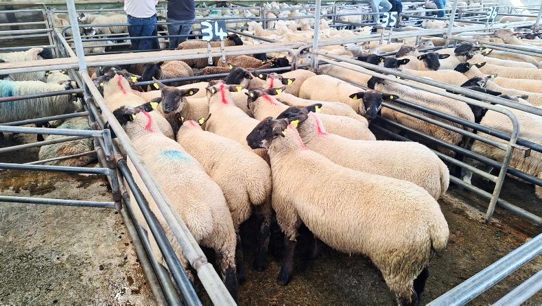 Factories quoting €7.70/kg base for lambs