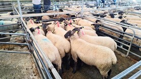 Factories quoting €7.70/kg base for lambs
