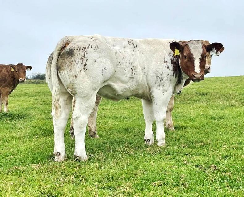 Watch: weanling heifers sell to €4,550 in Elphin