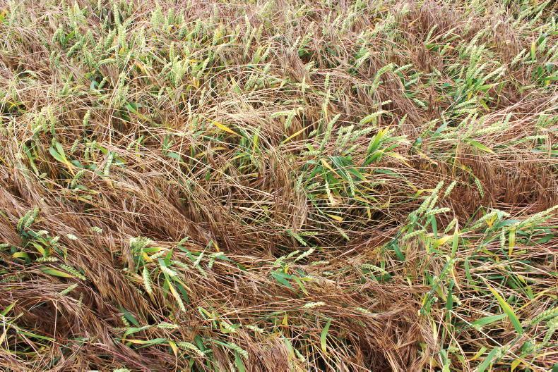 Agronomist survey shows sterile brome most challenging tillage weed to control