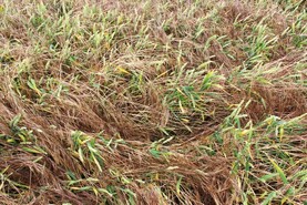 Agronomist survey shows sterile brome most challenging tillage weed to control