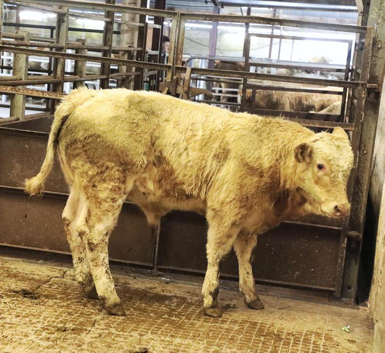 Lighter weanlings sell to exceptional demand in Scarriff Mart