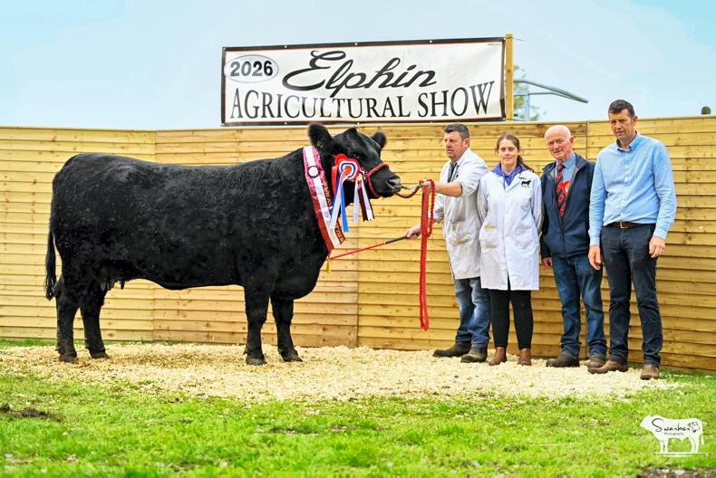 Angus cow leads way at 47th Elphin Agricultural Show