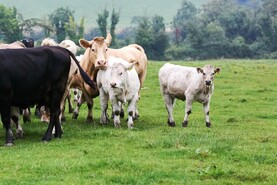 Organic farming proving to be a resilient system in Meath 