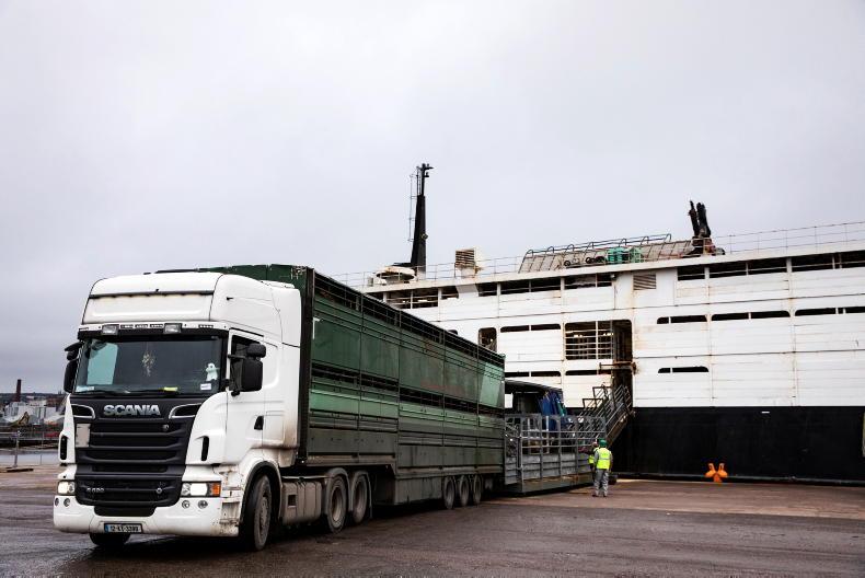 Cattle export sale numbers remain behind 2025 levels