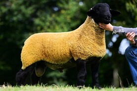 Over 150 on offer in new Terminal Trio Ram Sale