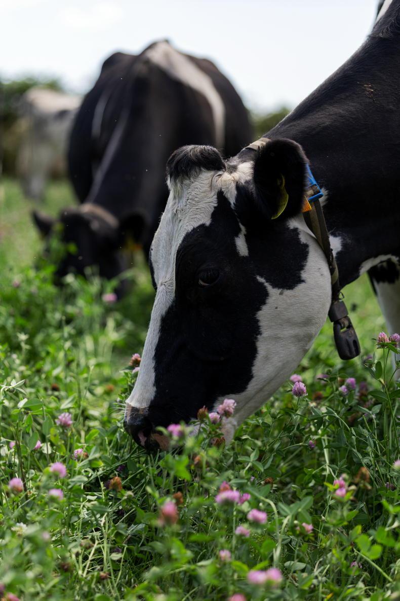 Why more cows are not the next step for this 200-cow Waterford dairy farm