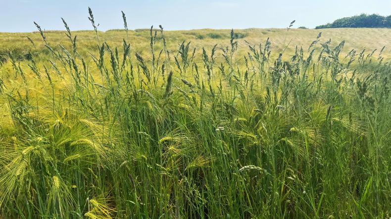 Maximise  control of problem grass weeds