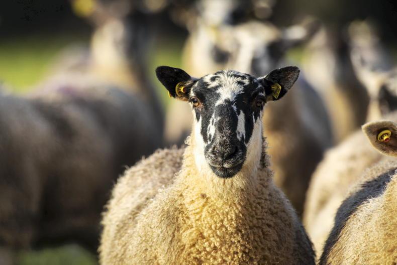 South East Mule Breeders increasing in prominence