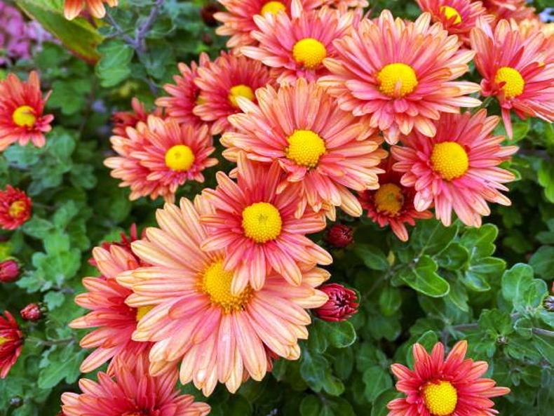 Gardening with Paul: autumn’s bright orange glow
