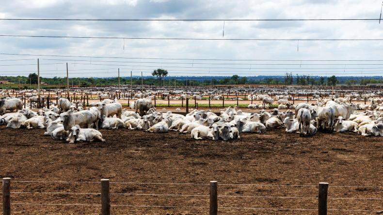 Suspension of Brazilian beef imports to EU a significant step - Macra