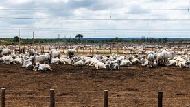 Suspension of Brazilian beef imports to EU a significant step - Macra