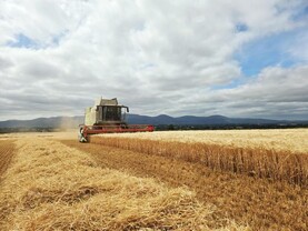 IFA proposes whiskey made with 100% Irish grain