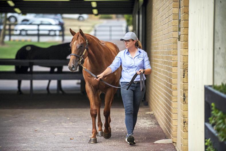 Taking the reins: Ziva Mullins’ journey into bloodstock